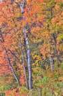 USA, Utah, Garden City. Aspen and maple on hillsides just east of town Art Print